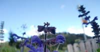 Salvia dei Prati (Salvia Pratensis, Lamiaceae)
