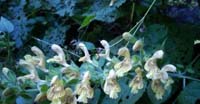 Salvia Vischiosa (Salvia Glutinosa, Lamiaceae)