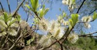 Salicone (Salix Caprea, Salicaceae)
