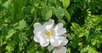 Rovo (Rubus Ulmifolius, Rosaceae) 