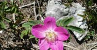 Rosa Selvatica (Rosa Canina, Rosaceae) 