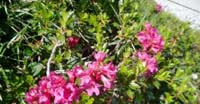 Rododendro Irsuto (Rododendron Hirsutum, Ericaceae)