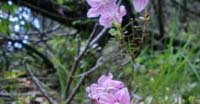 Rododendro Nano (Rhodothamnus Chamaecistus, Ericaceae) 