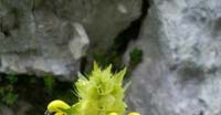 Cresta di Gallo (Rhinanthus Electorolophus, Scrophulariaceae)