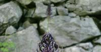 Raponzolo Plumbeo (Phyteuma Ovatum Honck, Campanulaceae)