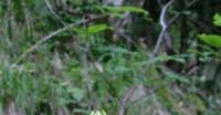 Raponzolo Giallo (Phyteuma Spicatum, Campanulaceae)