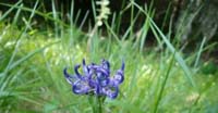 Raponzolo Orbicolare (Phyteuma Orbicolare, Campanulaceae)