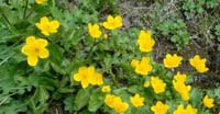 Calta (Caltha Palustris, Ranuncolaceae)