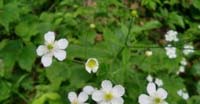 Ranuncolo a Foglie di Platano (Ranunculus Platanifolius, Ranuncolaceae)