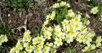 Primula Comune (Primula Vulgaris, Primulaceae)
