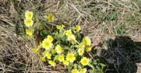 Primula Maggiore (Primula Elatior, Primulaceae)