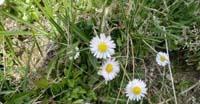 Pratolina Comune (Bellis Perennis, Asteraceae)