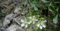 Potentilla Caulescente (Potentilla Caulescens, Rosaceae)