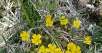 Potentilla Primaticcia (Potentilla Tabernaemontani, Rosaceae)