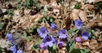 Polmonaria Maggiore (Pulmonaria Officinalis, Boraginaceae) 