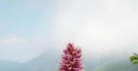 Poligono Bistorta (Polygonum Bistorta, Polygonaceae)