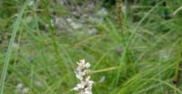 Poligono Viviparo (Polygonum Viviparum, Polygonaceae)