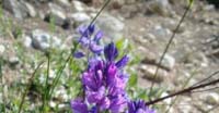 Poligala Comune (Polygala Vulgaris, Polygalaceae)