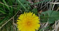 Tarassaco (Taraxacum Officinalis, Asteraceae)