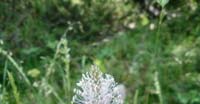 Piantaggine Pelosa (Plantago Media, Plantaginaceae)