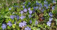 Pervinca Minore (Vinca Minor, Apocynaceae)