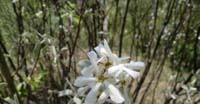 Pero Corvino (Amelanchier Ovalis Medicus, Rosaceae)