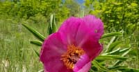 Peonia Selvatica (Peonia Officinalis, Paeoniaceae)