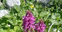 Pedicolare a Foglie Verticillate (Pedicularis Verticillata, Scrophulariaceae)
