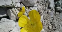 Papavero Alpino (Papaver Rhaeticum, Papaveraceae)