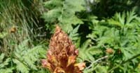 Succiamele Rossastro (Orobanche Gracilis, Orobanchaceae)