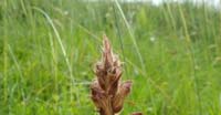 Succiamele Minore (Orobanche Minor, Orobanchaceae)