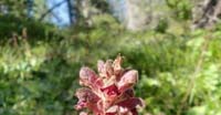Succiamele SP. (Orobanche SP., Orobanchaceae)