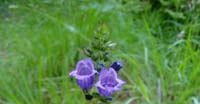Ormino dei Pirenei (Orminum Pyrenaicum, Lamiaceae)
