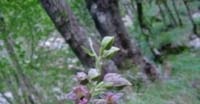 Elleborina Comune (Epipactis Helleborine, Orchidaceae)