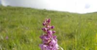 Orchidea delle Zanzare (Gymnadenia Conopsea, Orchidaceae)