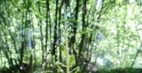 Listera Maggiore (Listera Ovata, Orchidaceae)