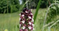 Orchidea Bruciacchiata (Orchis Ustulata, Orchidaceae)