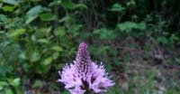 Orchidea Globosa (Traunsteinera Globosa, Orchidaceae)