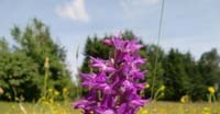 Orchidea Incarnata (Dactylorhiza Incarnata, Orchidaceae)