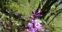 Orchidea Maschio (Orchis Mascula, Orchidaceae)