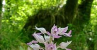 Orchidea Militare (Orchis Militaris, Orchidaceae)