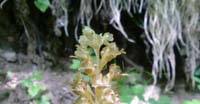 Orchidea Nido D'uccello (Neottia Nidus-Avis, Orchidaceae)