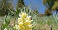 Orchidea Sambucina Gialla (Dactylorhiza Sambucina Gialla, Orchidaceae)