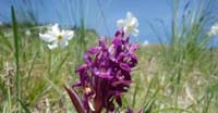 Orchidea Sambucina Rossa (Dactylorhiza Sambucina Rossa, Orchidaceae)