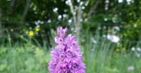Orchidea Macchiata (Dactylorhiza Maculata, Orchidaceae)