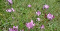 Ononide Spinosa (Ononis Spinosa, Fabaceae)