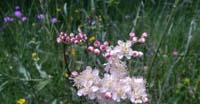 Olmaria Peperina (Filipendula Vulgaris Moench, Rosaceae)