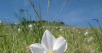 Narciso Selvatico (Narcissus Poeticus, Amarillydaceae)