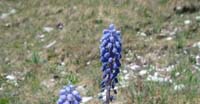 Muscari Azzurro (Muscari Botryoides, Liliaceae)