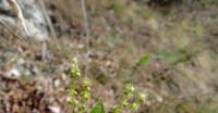 Mercorella Bastarda (Mercurialis Perennis, Euphorbiaceae)